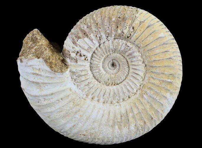 Perisphinctes Ammonite - Jurassic #68187